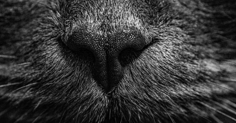 Черный кошачий нос