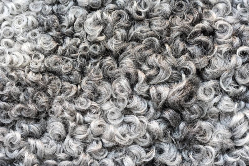 Кудрявая шерсть