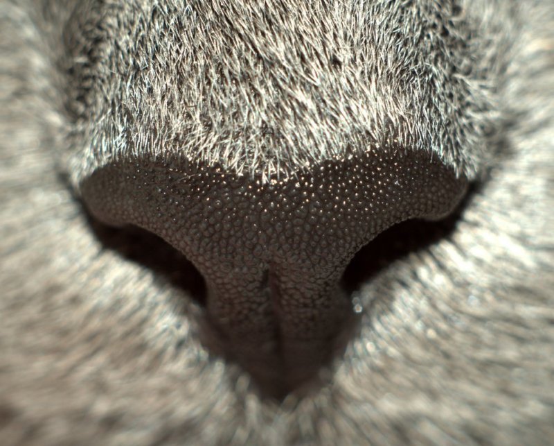 Кошкин нос под микроскопом