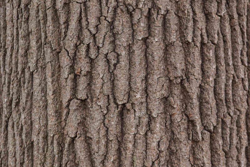 Бороздчатая кора