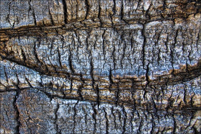 Кора дерева