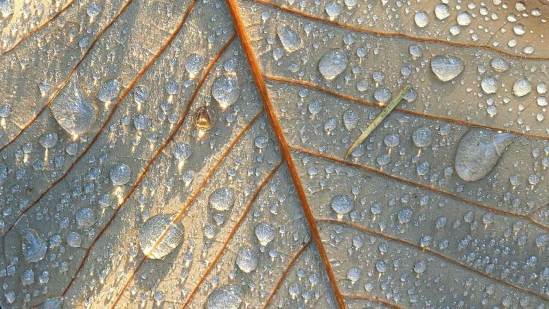 Капли воды на листьях