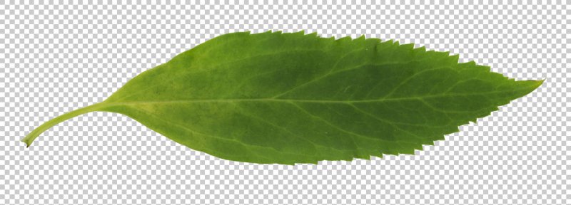 Вытянутые листики