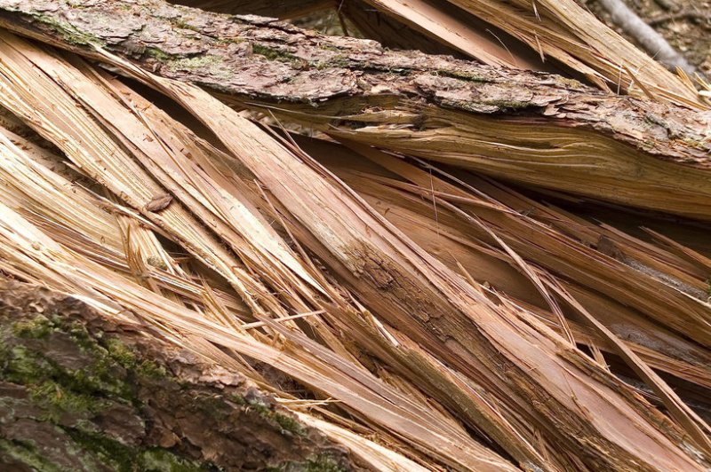 Волокна дерева текстура