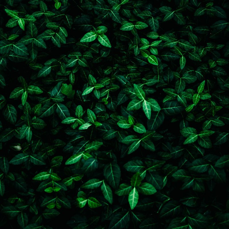 Темно зеленый фон