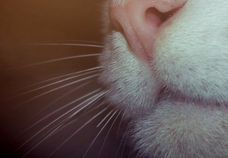Нос кота