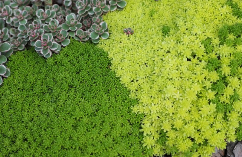 Очиток монетчатый