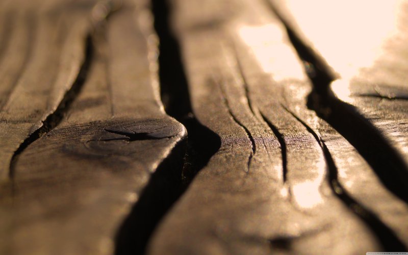 Макросъемка дерево