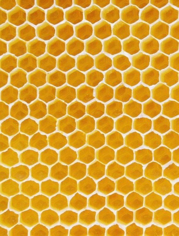 Соты пчелиные