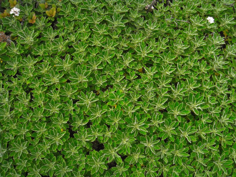 Очиток почвопокровный Мшанка