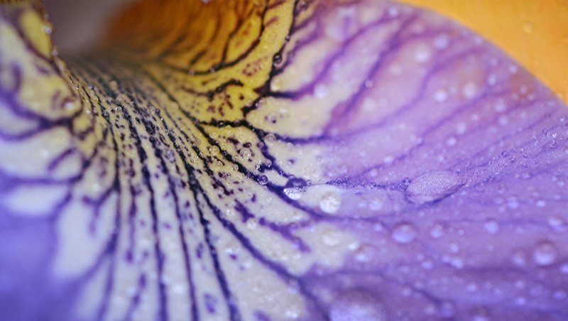 Макросъемка фактура