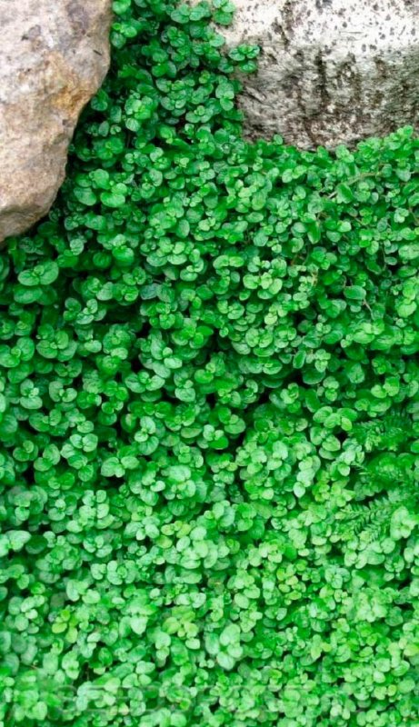 Вечнозеленые почвопокровные многолетники