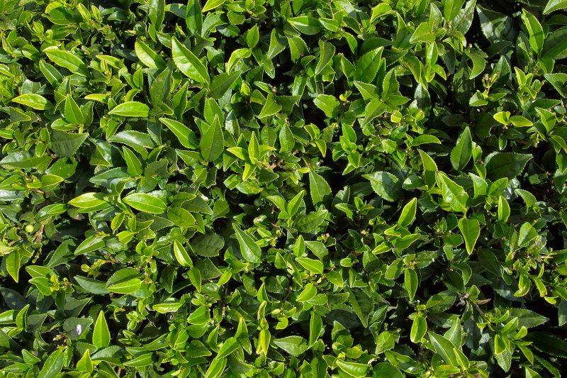 Чайный лист