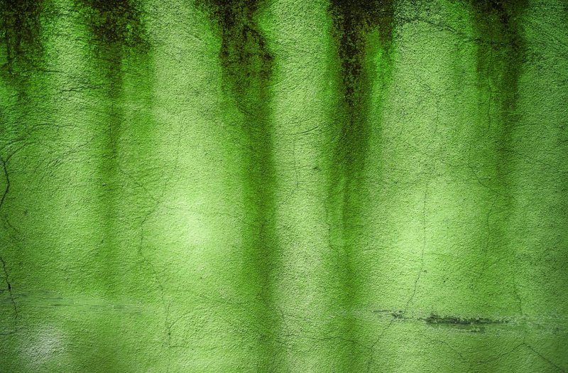 Текстура зеленого стебля