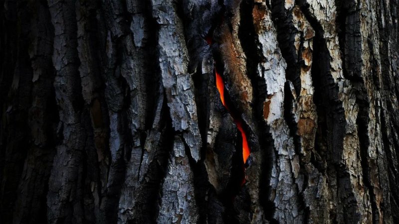 Обугленное дерево