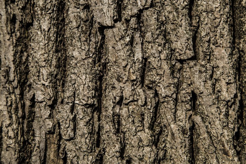 Фактура коры дерева