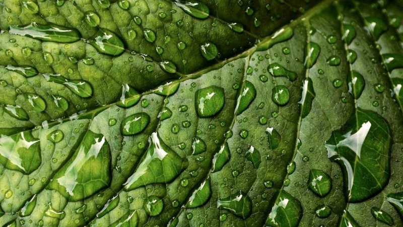 Зеленый лист