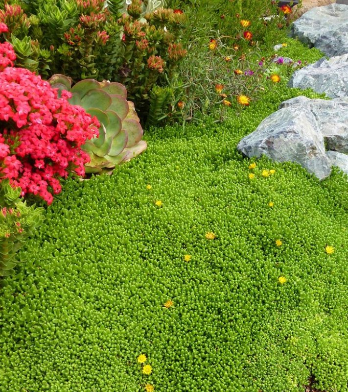 Очиток почвопокровный