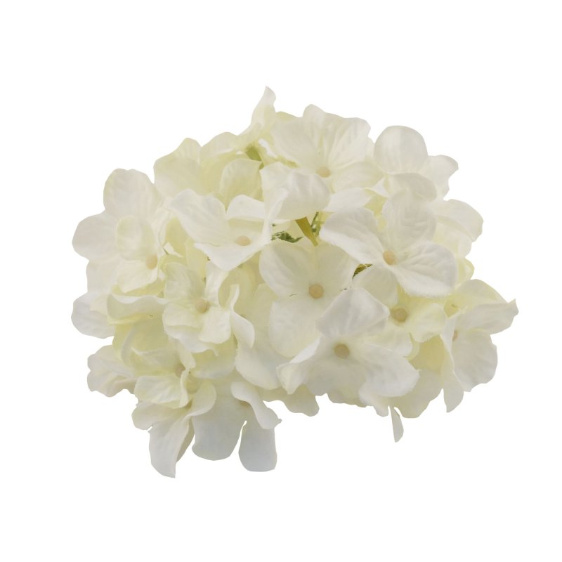 Гортензия белая