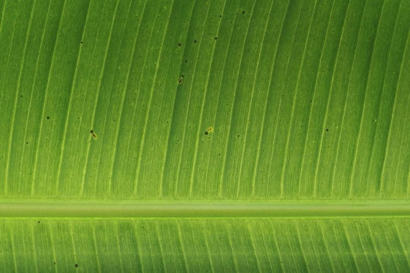 Текстура листа