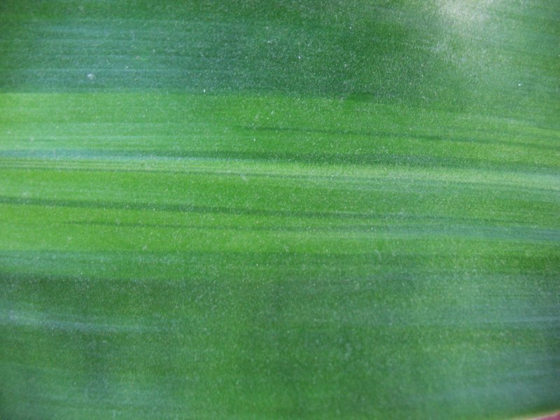 Текстура зеленого стебля