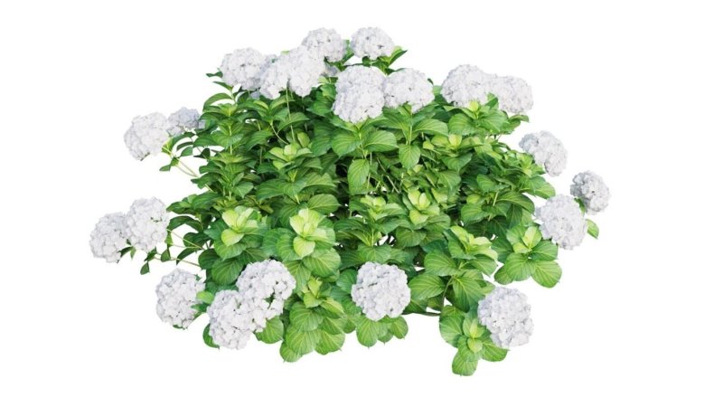 Гортензия древовидная Аннабель