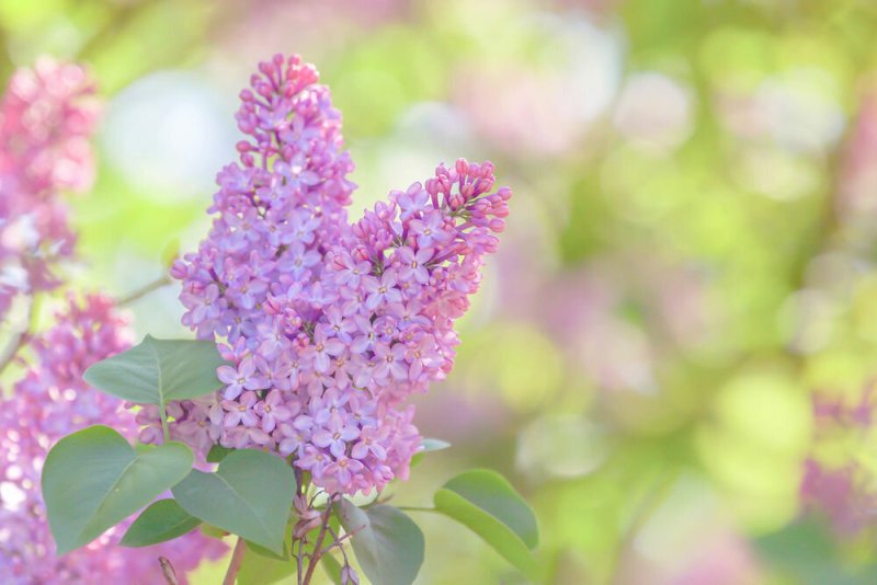 Соцветие сирени