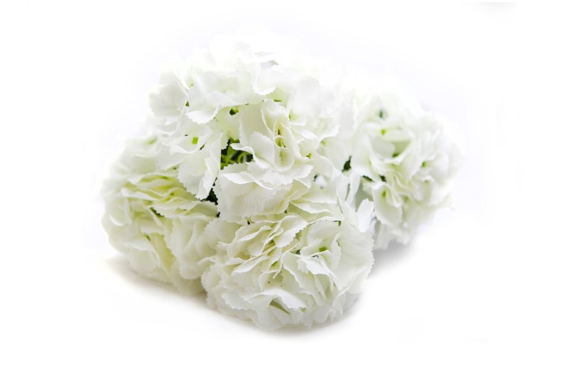 Гортензия белая куст