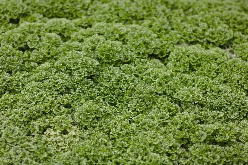 Селагинелла мох