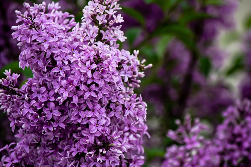 Лиловая сирень