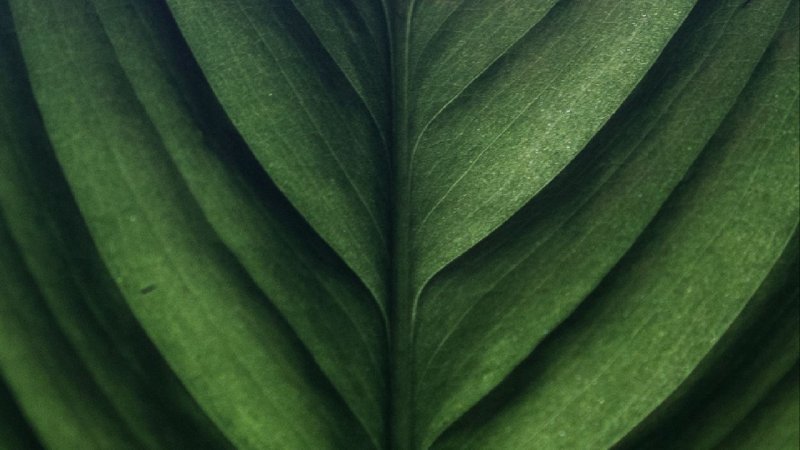 Текстура листа