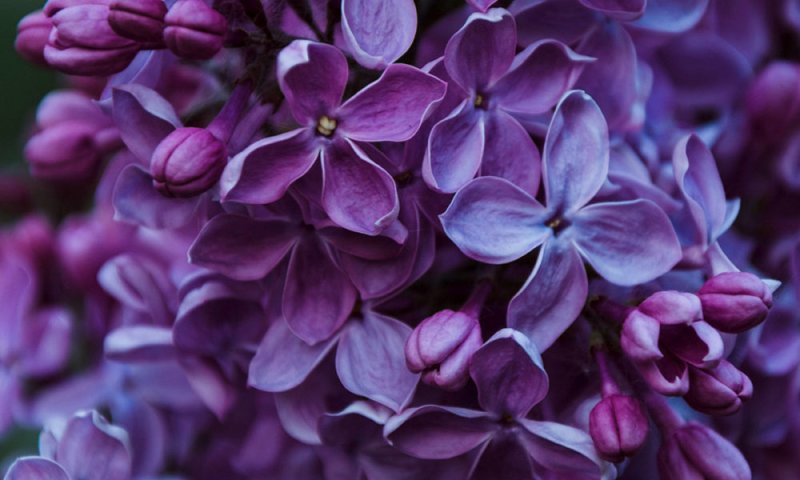 Сирень обыкновенная Виолетта