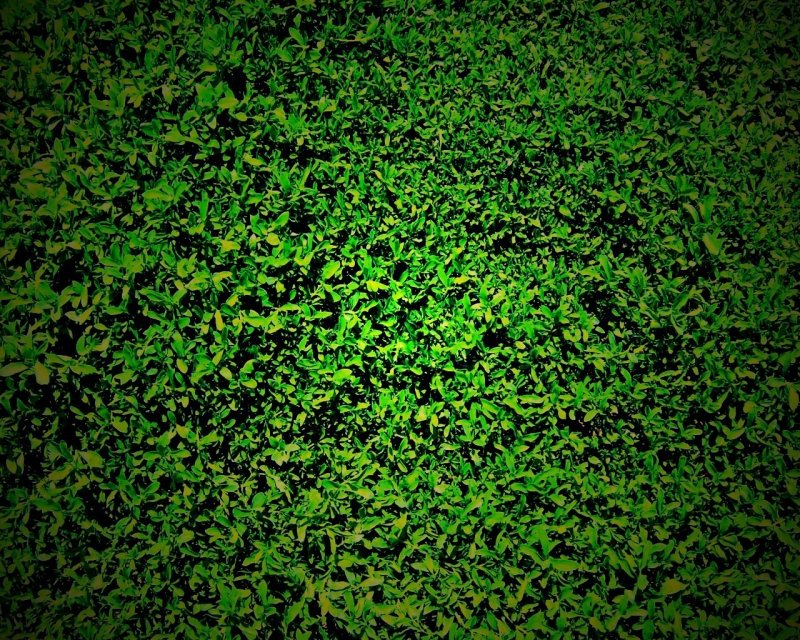 Чайный лист