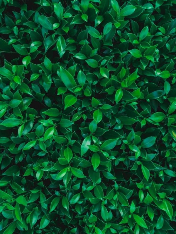 Зеленый лист