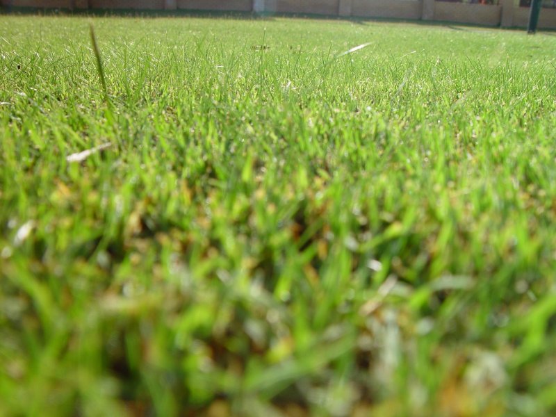 Зеленый газон