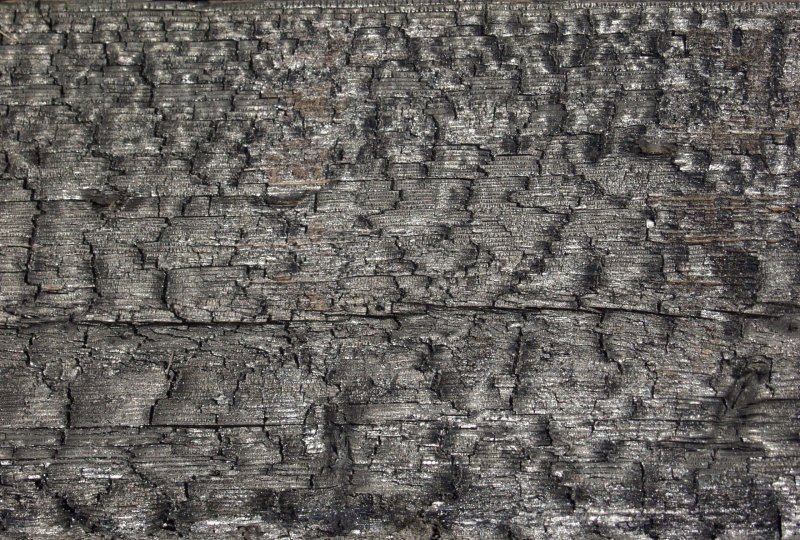 Обугленное дерево