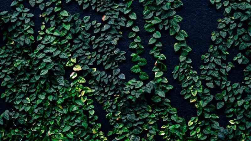 Плющ вечнозеленый (Hedera).