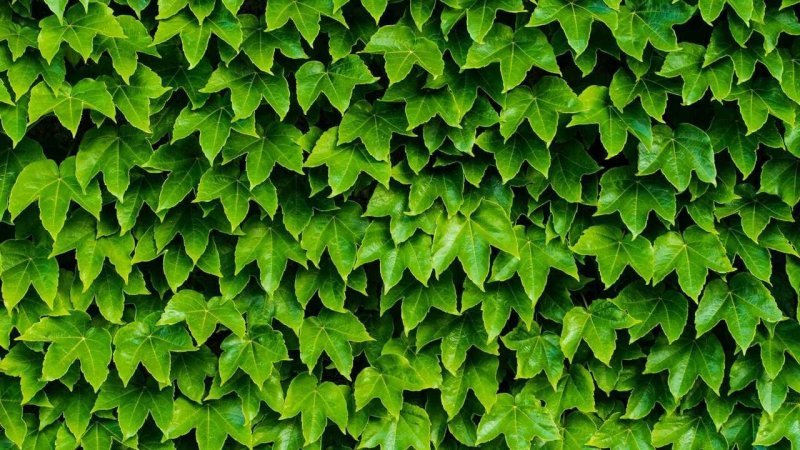 Плющ Хмель Вьюнок