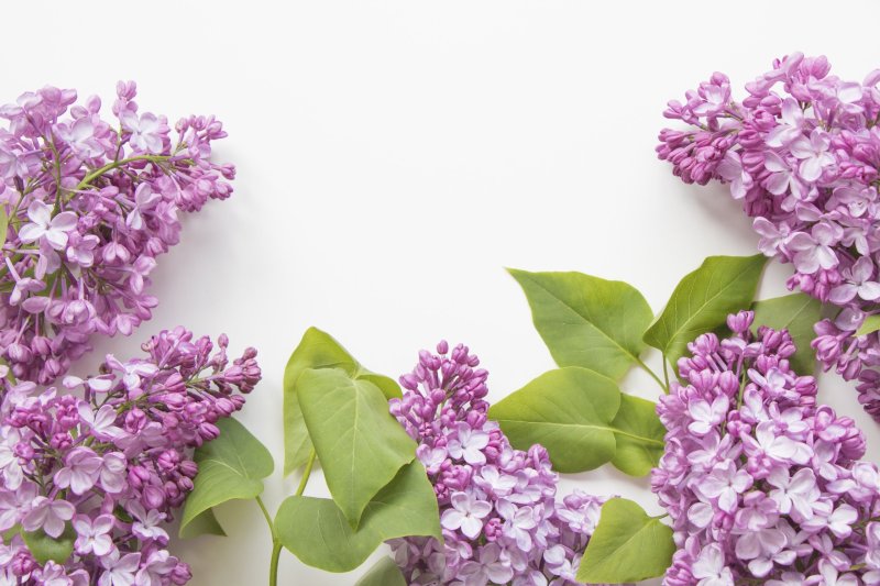 Веточка сирени