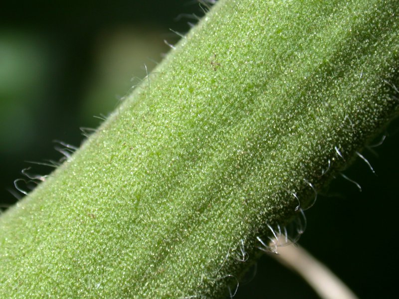 Текстура стебля