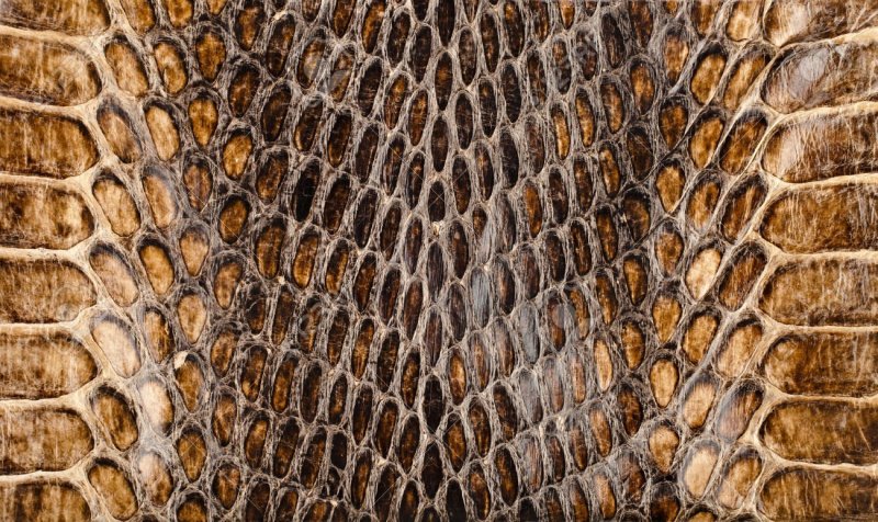 Змеиная чешуя питон