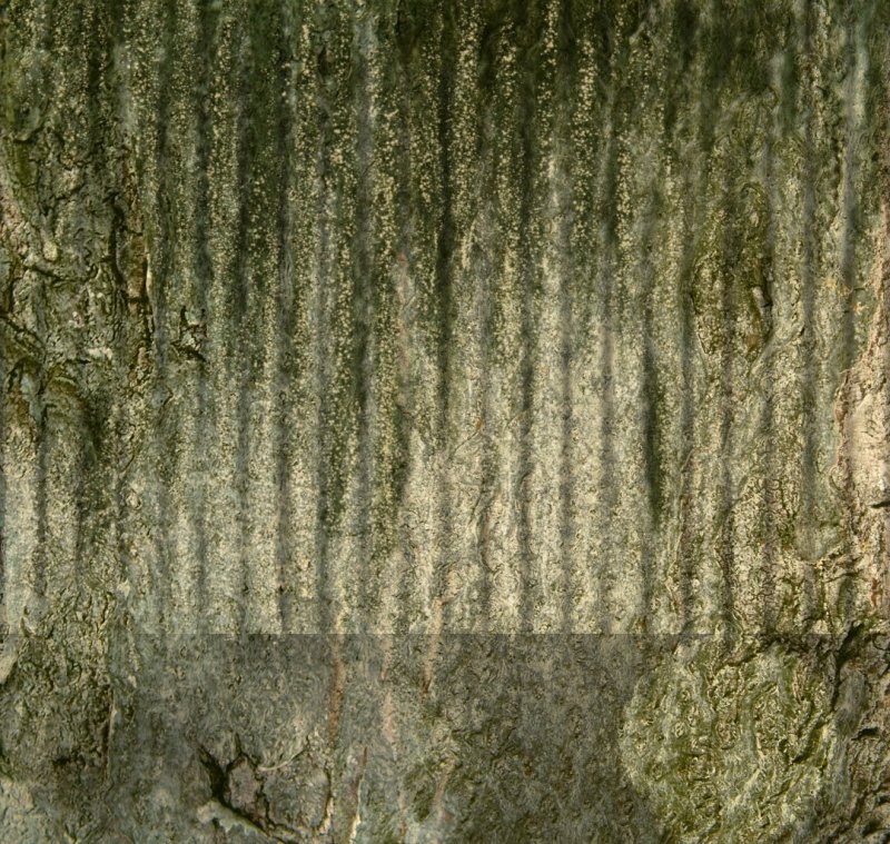 Текстура стебля