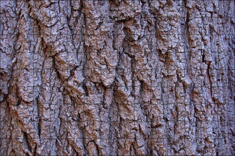 Кора дуба черешчатого