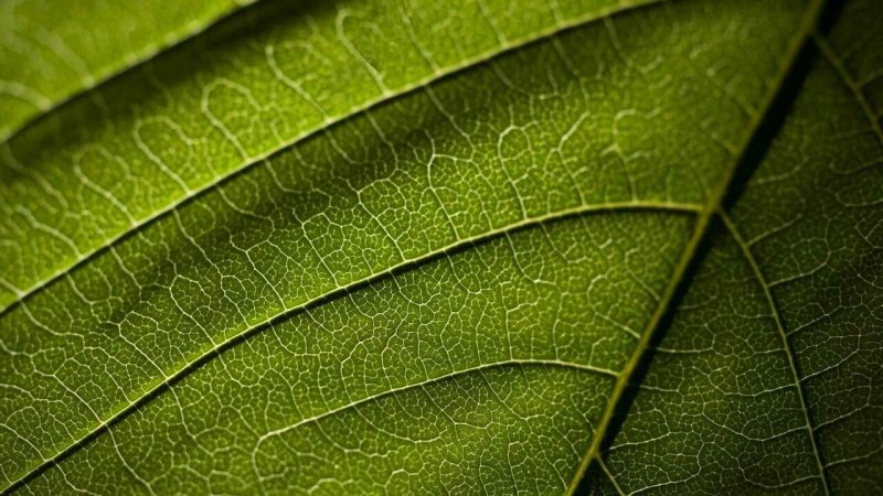 Текстура листвы