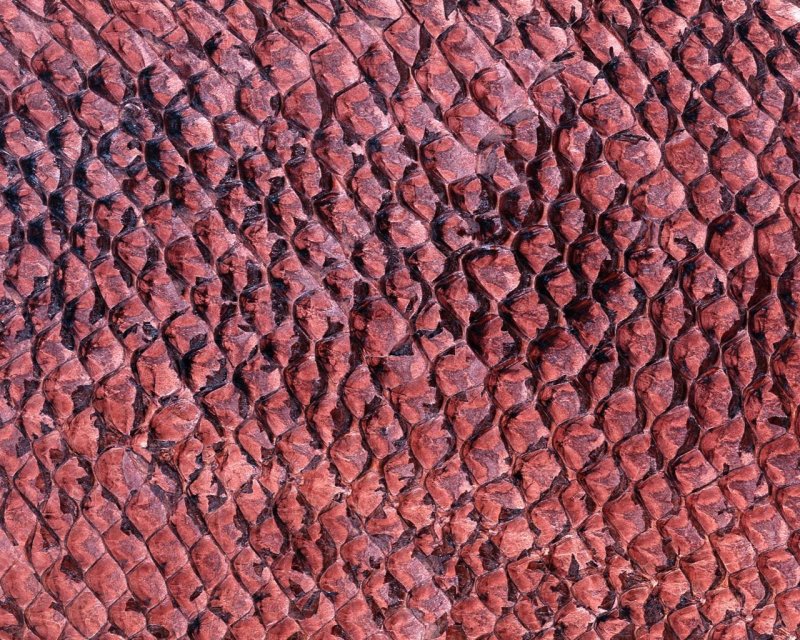 Текстура кожи