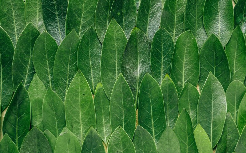 Текстура листа