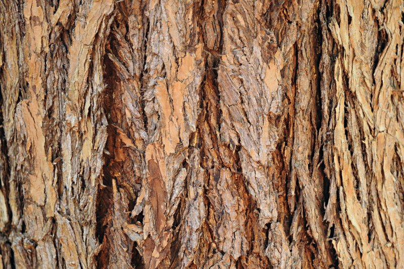 Бороздчатая кора