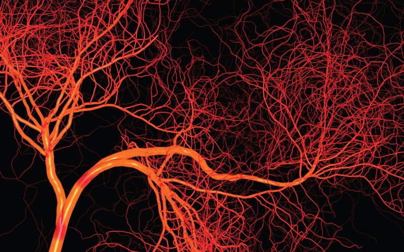 Кровеносные сосуды фрактальность