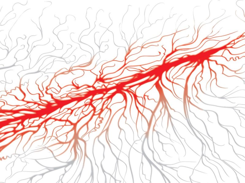 Кровеносные сосуды на белом фоне