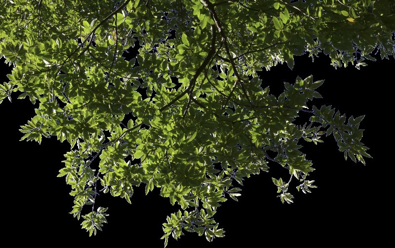 Дерево на прозрачном фоне